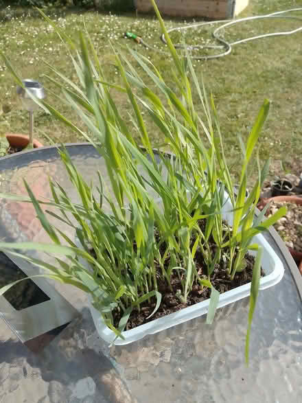 Photo of free Cat grass (Temple Cowley OX4) #1