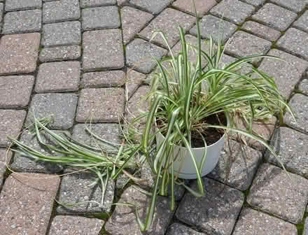 Photo of free Spider plant (Viewmount/Merivale area) #1