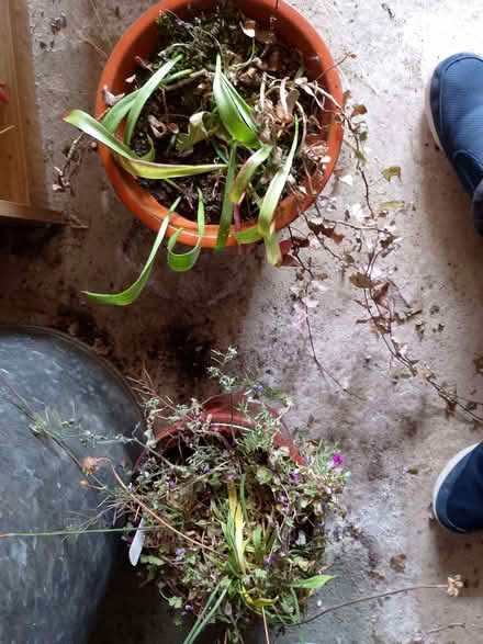 Photo of free Ceramic plant pots (Bradway S17) #2