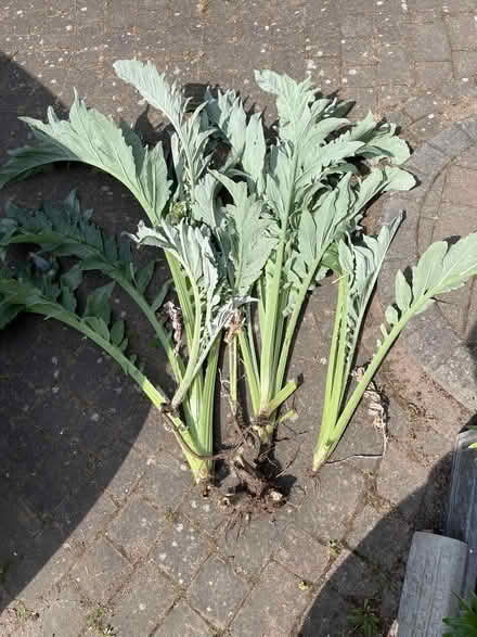 Photo of free Globe Artichokes (ME9) #1