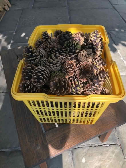 Photo of free Crate of fir cones - for craft (Marton) #2