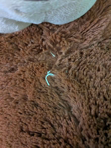 Photo of free Large teddy bear and purple elephant (Cam GL11) #4