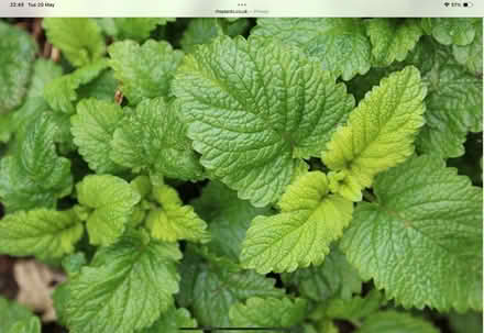 Photo of Lemon balm (Melissa Officinalis) (Hadleigh SS7) #1