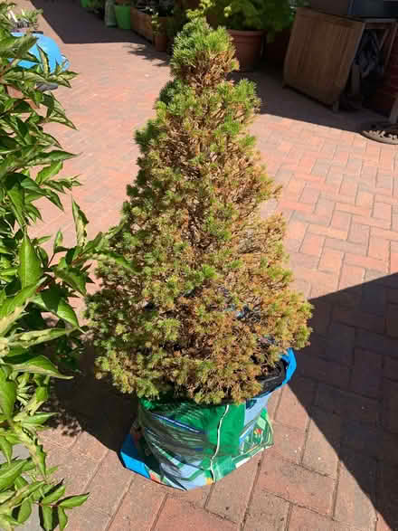 Photo of free Small Pine Tree (Shevington Vale WN6) #1