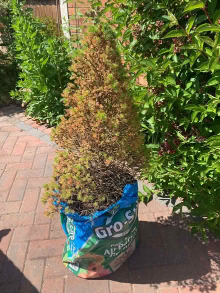 Photo of free Small Pine Tree (Shevington Vale WN6) #2