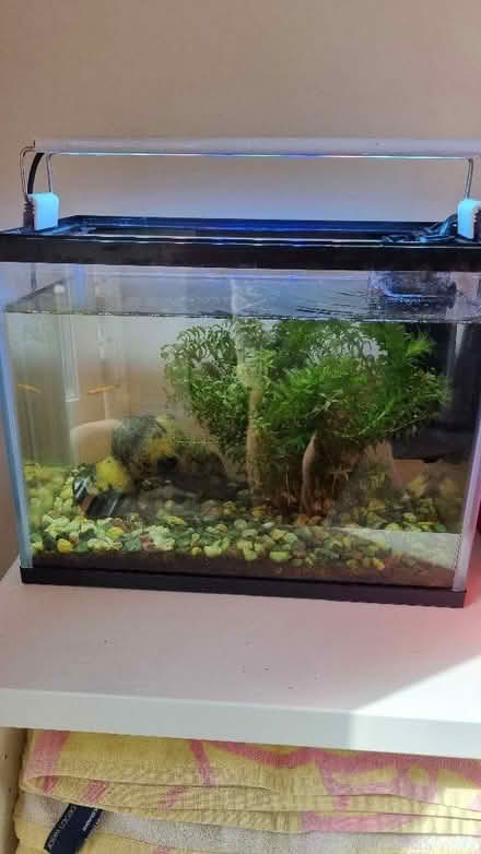 Photo of free Aquarium plants (Lakenham NR1) #2