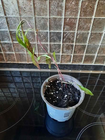 Photo of free Aster plant seedling (Morden SM4) #2