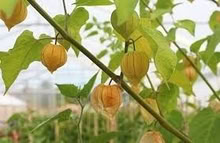 Photo of free Cape Gooseberry Plants (Orgreave S13) #3