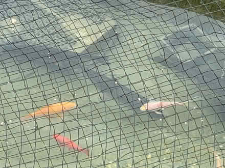 Photo of free Green grass carp (Fetcham) #1