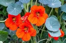 Photo of free Climbing Nasturtium Plants (Orgreave S13) #2