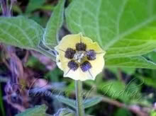 Photo of free Cape Gooseberry Plants (Orgreave S13) #2