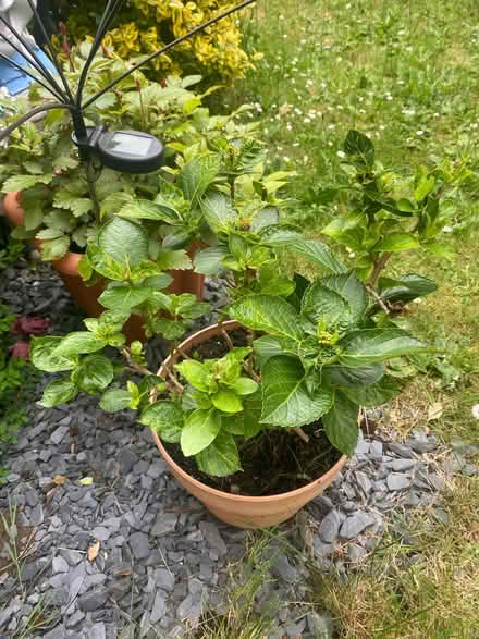 Photo of free Hydrangea garden plant (Southdown) #1