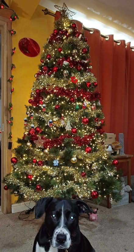 Photo of free Artificial Christmas Tree (7ft) (Beeston Rylands NG9) #1