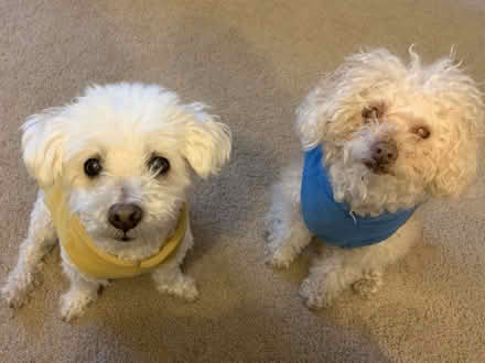 Photo of free Canine Liver/Kidney Health Supps (Milpitas) #1