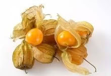Photo of free Cape Gooseberry Plants (Orgreave S13) #1