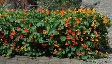 Photo of free Climbing Nasturtium Plants (Orgreave S13) #1