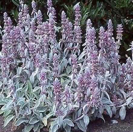 Photo of free Stachys lambs ear cutting (Morden SM4) #1