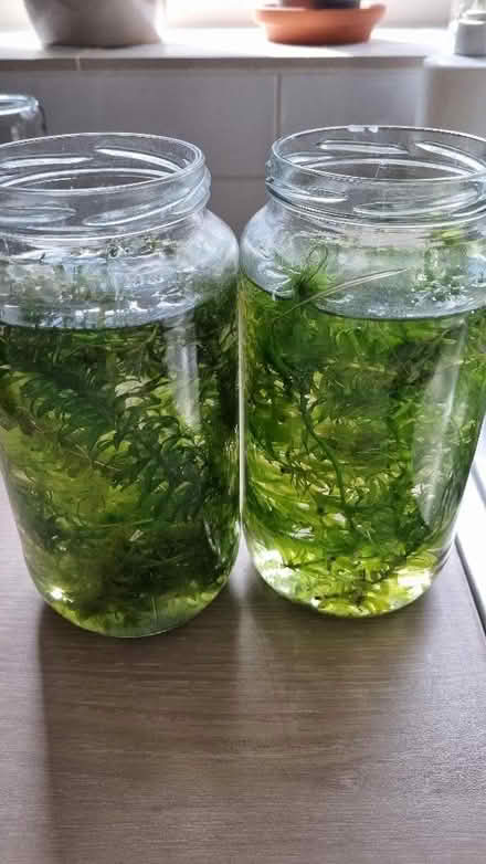 Photo of free Aquarium plants (Lakenham NR1) #1