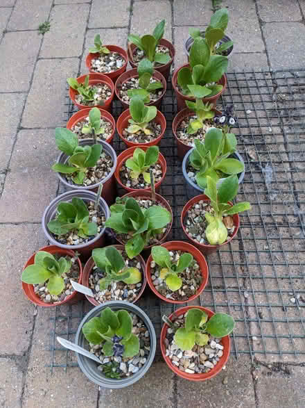 Photo of free Alpine primulas (Hobson's Monument CB2) #1