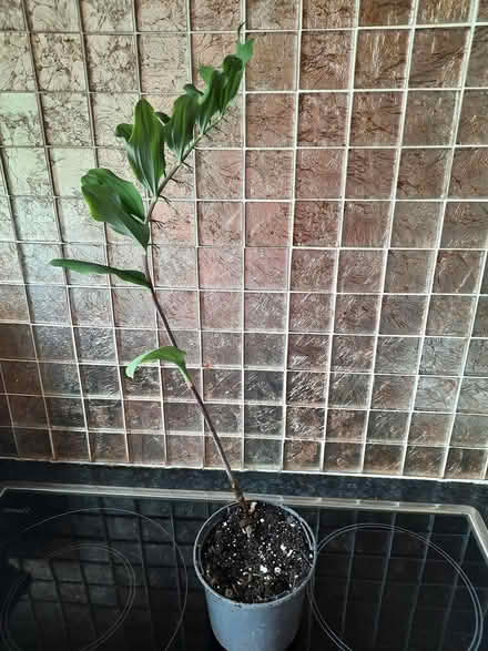 Photo of free Cutting of Solomon’s Seal (Morden SM4) #3