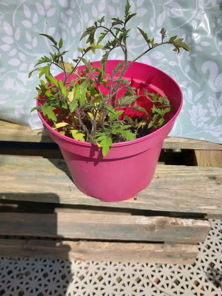 Photo of free tomato plants (Edgeley SK3) #2