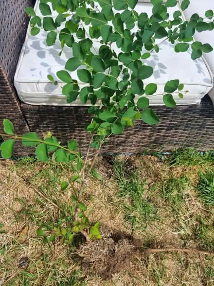 Photo of free Creeping Snowberry plants (Woodingdean) #1