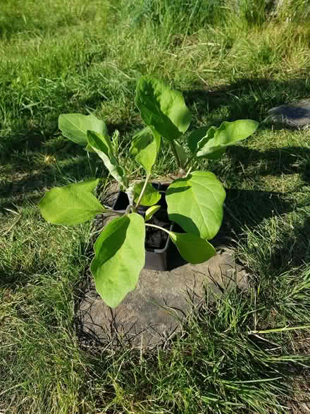 Photo of free Aubergine plants (Norton S8) #1