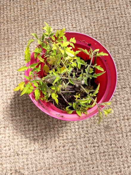 Photo of free tomato plants (Edgeley SK3) #1