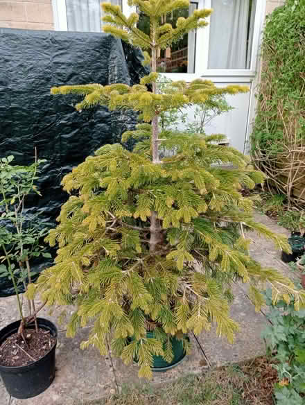 Photo of free Xmas tree (Larkhall) #2