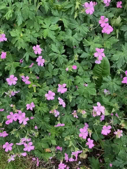 Photo of free Pink Hardy Geraniums (TW1 East Twickenham) #2