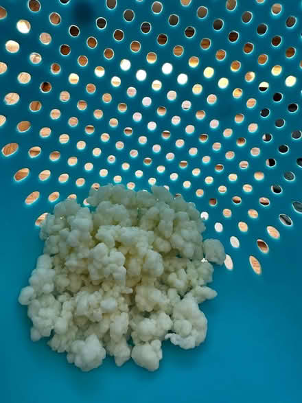 Photo of free Kefir (Seven Dials BN3) #1