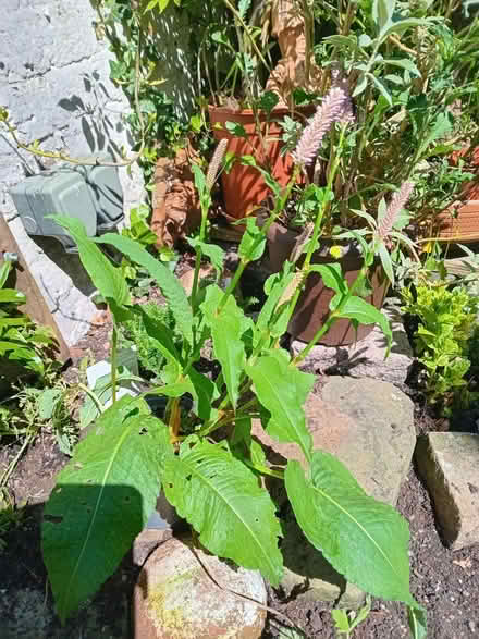 Photo of free Polygons bistorta plants (Eastbourne BN20) #1