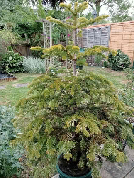 Photo of free Xmas tree (Larkhall) #1