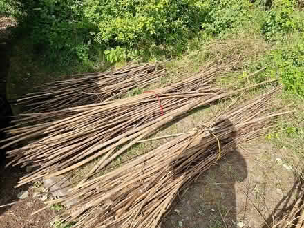 Photo of free Bamboo prunings (Denton) #1