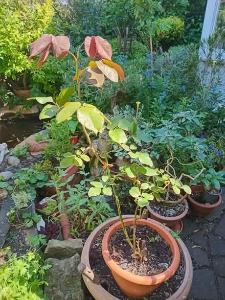Photo of free Red rose plant (Eastbourne BN20) #1