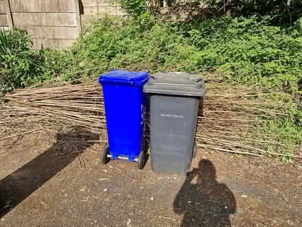 Photo of free Bamboo prunings (Denton) #2