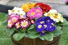Photo of Garden plants (Swindon SN3) #4