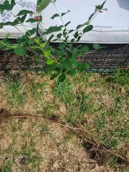 Photo of free Creeping Snowberry plants (Woodingdean) #2