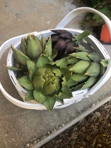 Photo of free 7 small - organic - Artichokes (Cambrian) #1