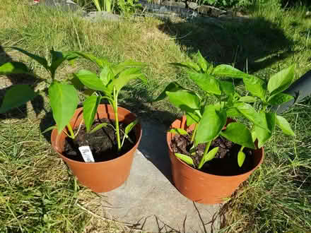 Photo of free Sweet pepper plants (Norton S8) #1