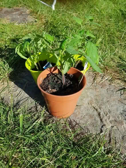 Photo of free Tomato plants (Norton S8) #1