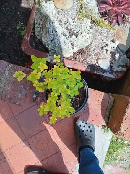 Photo of free Golden marjoram (Eastbourne BN20) #1