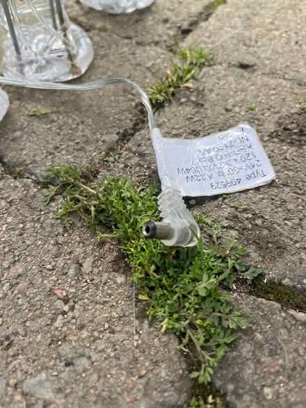 Photo of free Christmas reindeer (Beaver Row Donnybrook) #2