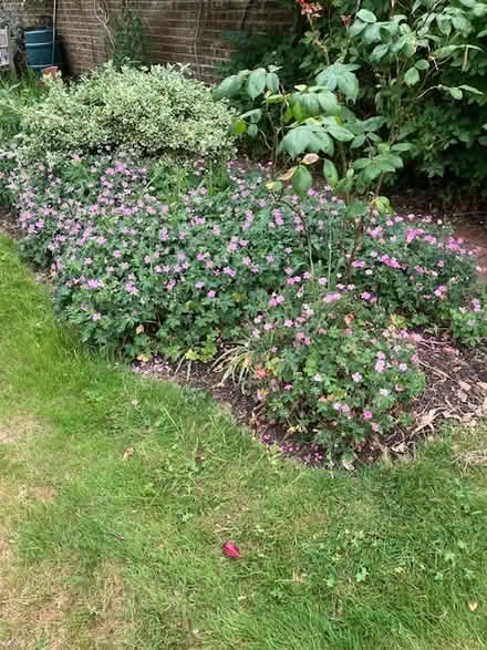 Photo of free Pink Hardy Geraniums (TW1 East Twickenham) #1
