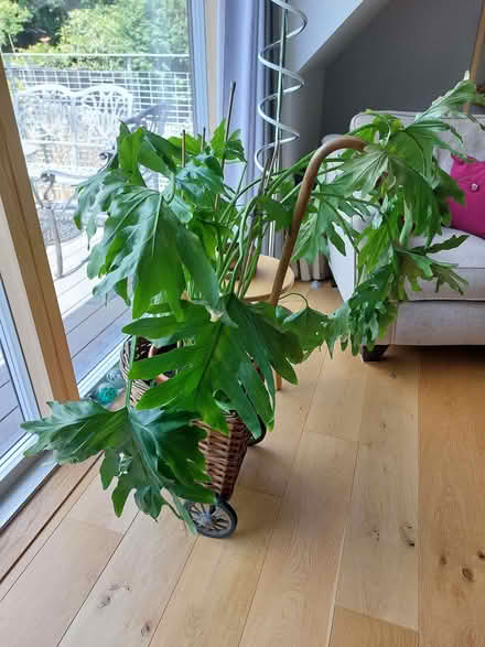 Photo of free Houseplant (Stanstead St Margarets SG12) #1