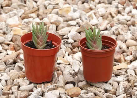 Photo of free Houseplants (Kingsway) #1