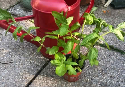 Photo of free Pot of garden mint (Westbury BA13) #1