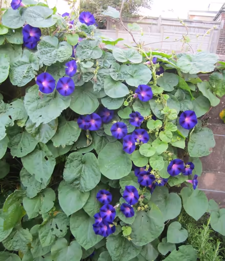 Photo of free Morning Glory seedlings (Portslade) #2