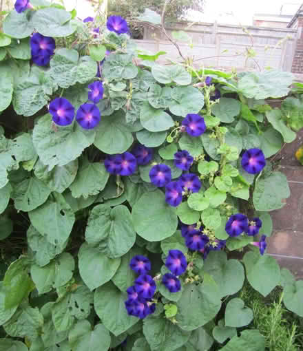 Photo of free Morning Glory seedlings (Portslade) #2