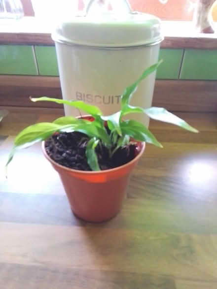 Photo of free Peace Lily houseplant (Killamarsh S21) #1
